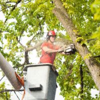 Common On-the-Job Injuries Experienced by Tree Trimmers