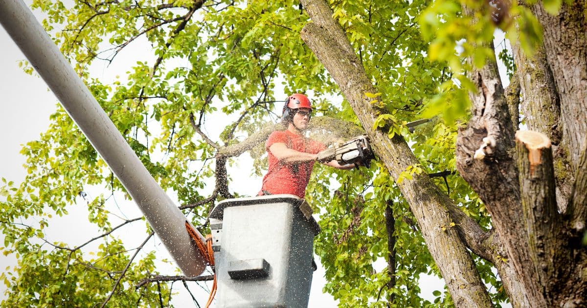 West Chester Workers’ Compensation Lawyers at Wusinich, Sweeney & Ryan, LLC Help Injured Tree Trimmer Workers